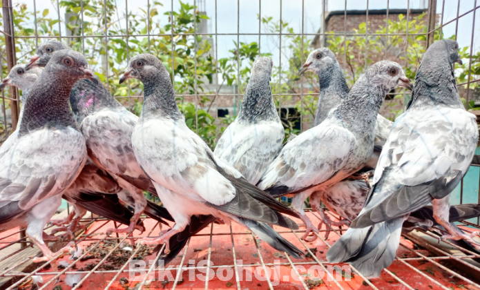 আর্মি + পাংখি ফ্যাট বেবি